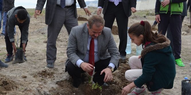150 aşılı ceviz fidanı toprakla buluştu
