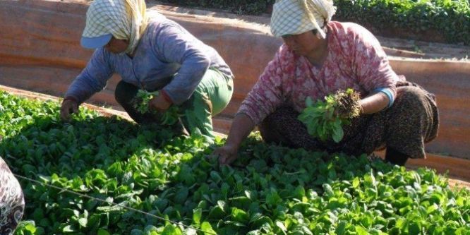 Tütün ve tütün mamulleri ihracatı 1 milyar doları geçti