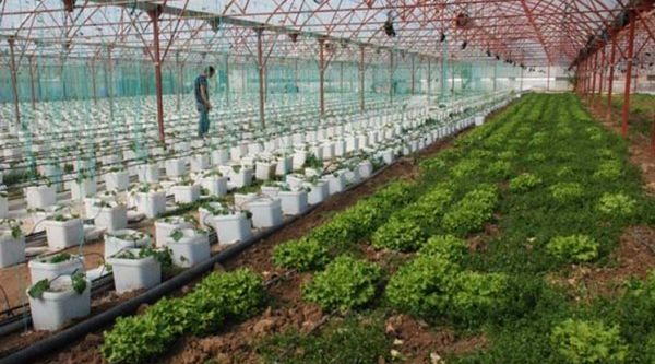 Topraksız marulda verim arttı