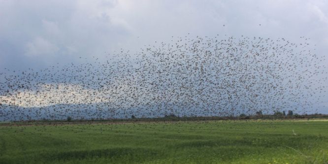 Kuşlar, Aydın Ovası'nı isyan etti