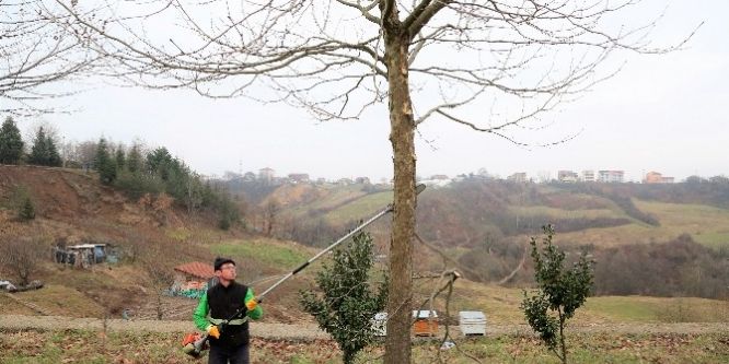 Ağaçlara bakım çalışması yapıldı