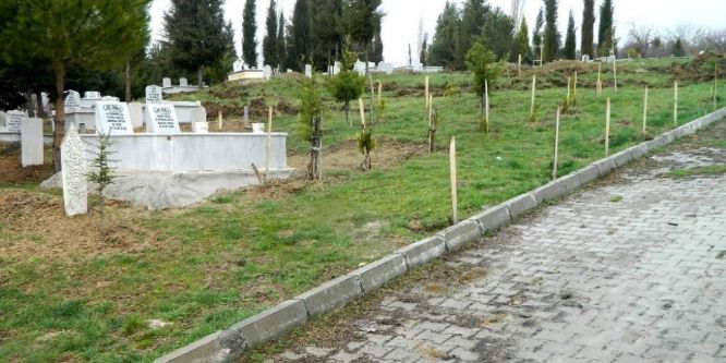 4 bin 433 adet fidan dikildi