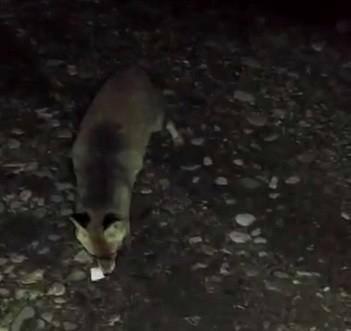 Adıyaman'Aç kalan tilki ilçe merkezine indi