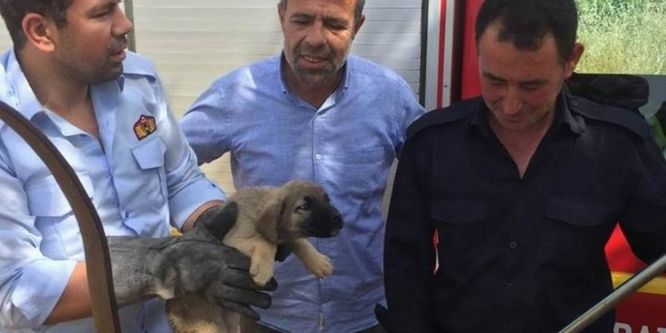 Kuyuya düşen yavru köpek kurtarıldı