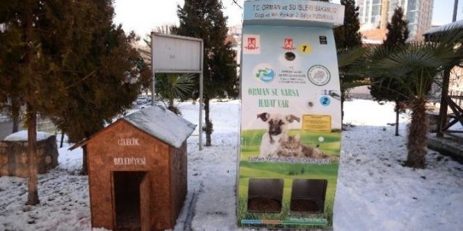 Sokak hayvanları yeni yuvalarına kavuştu