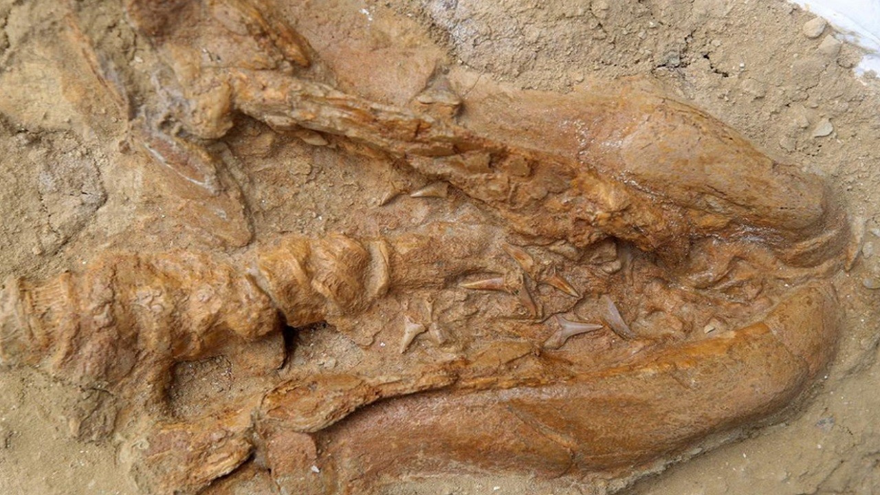 9 milyon yıllık köpek balığı fosili bulundu