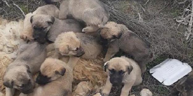 9 yavru köpeği çuvala koyup ölüme terk ettiler
