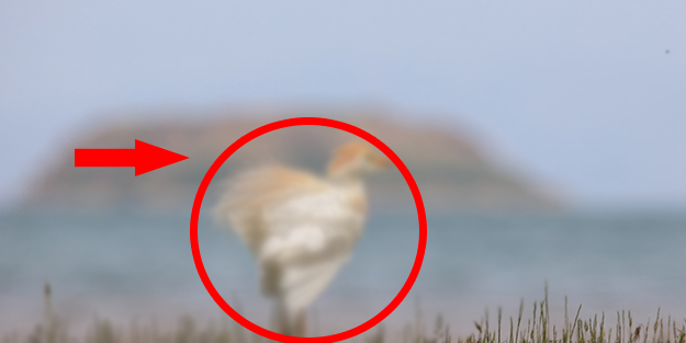 9 yıl önce topraklarımıza giren canlı ilk doğumunu gerçekleştirdi! Maalesef talihsiz olay yaşandı