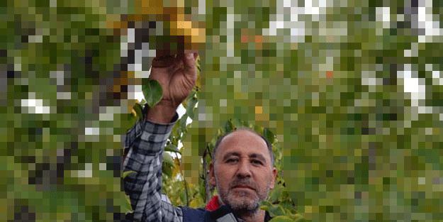 9 yıl önce yurtdışından getirdi şimdi yiyen bir daha yiyor