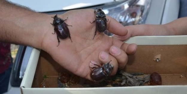 90 bin doları duyan toplamaya başladı!