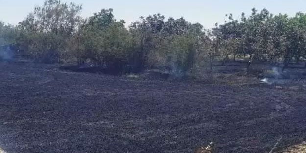 90 dönümlük buğday tarlası küle döndü