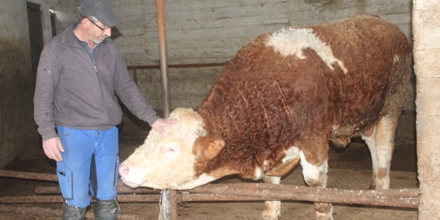 900 kiloluk danasını Türk askerine bağışladı
