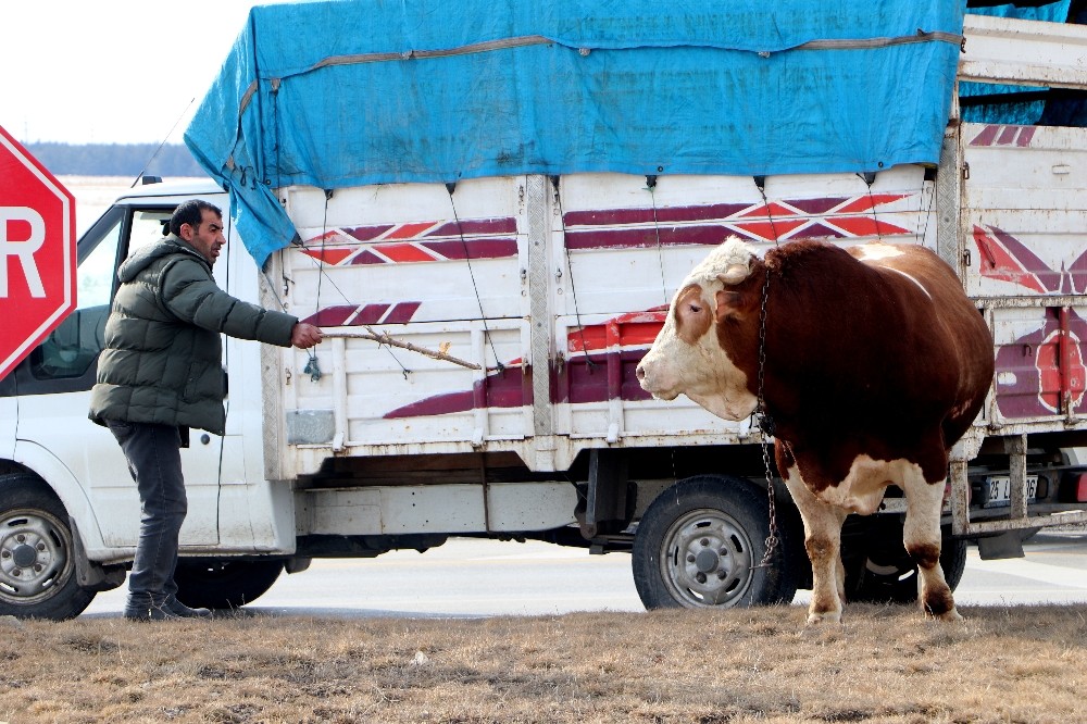 900 kiloluk kızgın boğa trafiği birbirine kattı 