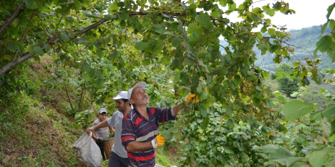 Karadeniz’de fındık hasadı başladı