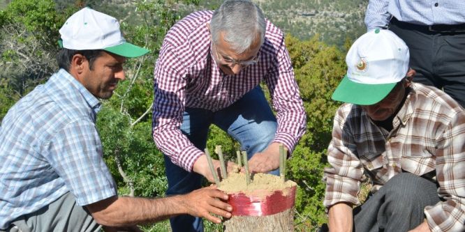 Mersin’de yaban zeytini aşılamaları sürüyor