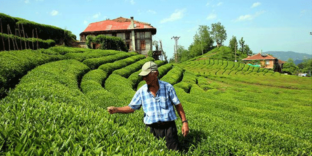 93 ülke Türk çayı içti