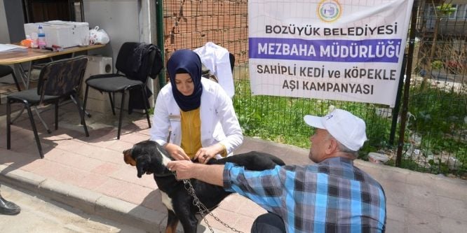 Bozüyük’te 304 sahipli köpek aşılandı