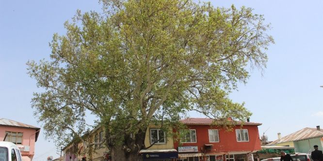 600 yıllık çınar ağacı Tut ilçesinin simgesi