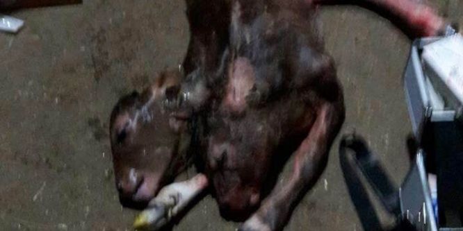 Çift başlı doğan buzağı görenleri hayrete düşürdü