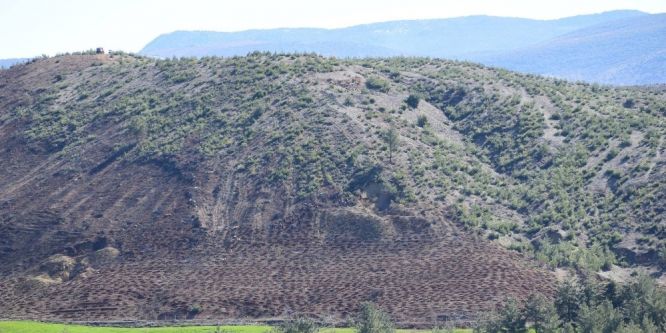 Kilis’te yanan ormanlık alan yeniden ağaçlandırılıyor