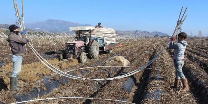 Çilek üreticisi tarlaya indi