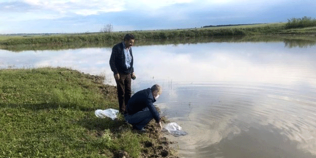 95 bin adet yavru sazan barajlara bırakıldı