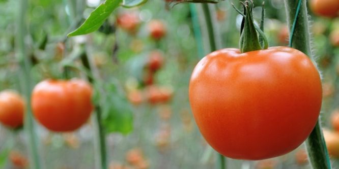 Domatesin fiyatı düştü