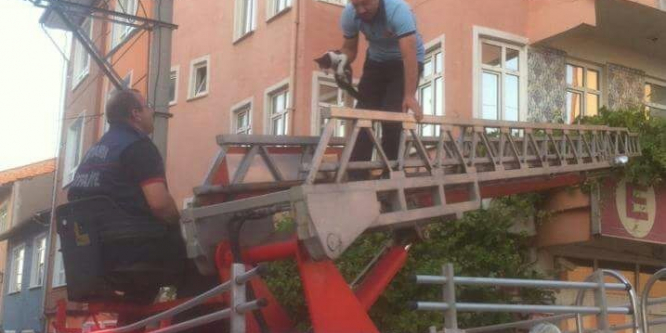 Tabela ile duvar arasına sıkışan kedi kurtarıldı