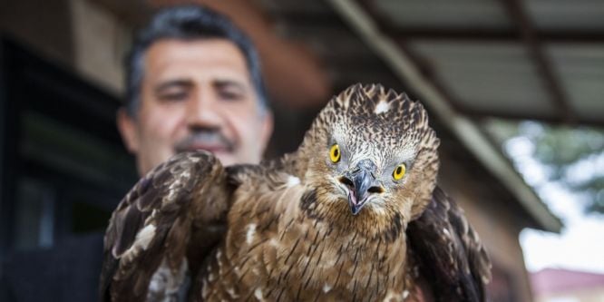 Yaralı şahin koruma altına alındı