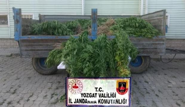 964 kök Hint keneviri ele geçirildi