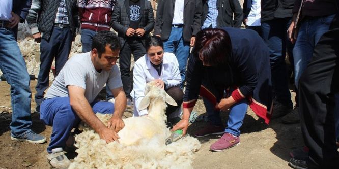 Malatya’da koyun kırkım kursu
