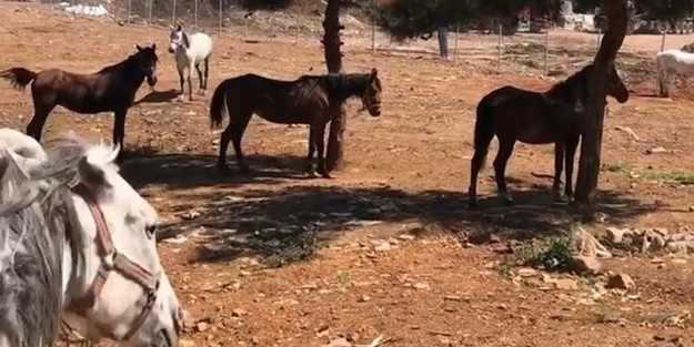978 at nerede? Kan donduran Ruam iddiası