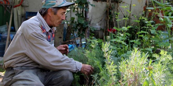 Hayatını şifalı bitkilere adadı