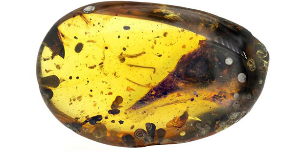 99 milyon yıllık kehribarın içinde dinozor fosili bulundu