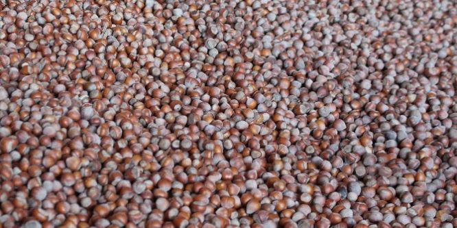 Fındıkta düşüş yaşanıyor