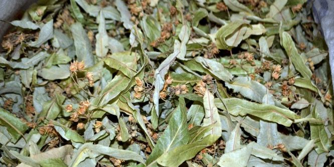 Ramazan ayında organizmayı rahatlatan çaylar