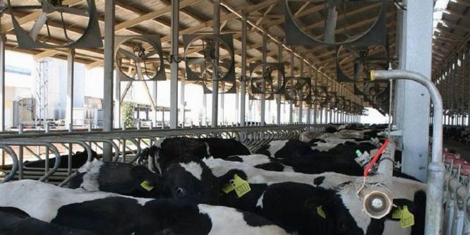 Samsun’da 1 yılda 290 bin ton süt üretildi