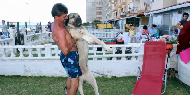 Dev kangal köpeğine gözü gibi bakıyor