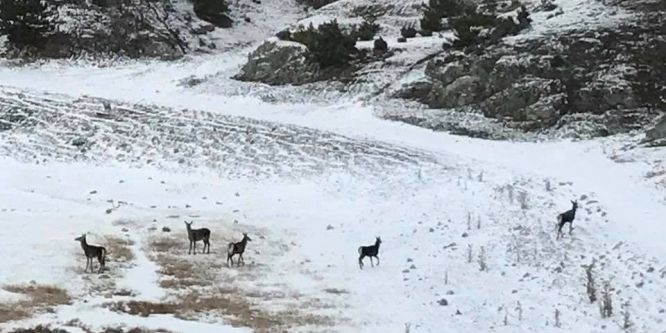 Yiyecek arayan karacalar köye indi