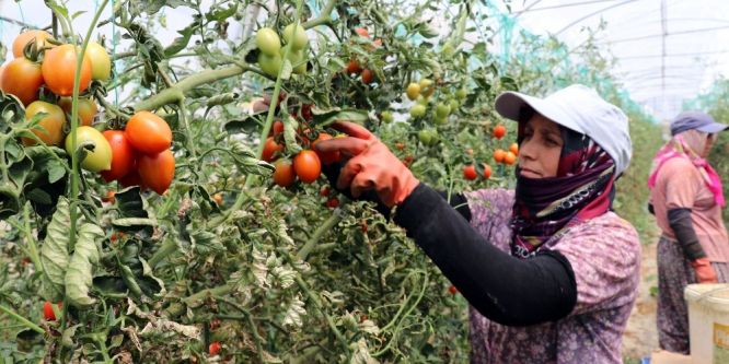 Gazipaşa domatesi dünyaya dağılıyor