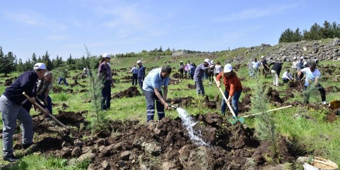 DİSKİ çalışanları fidan dikti