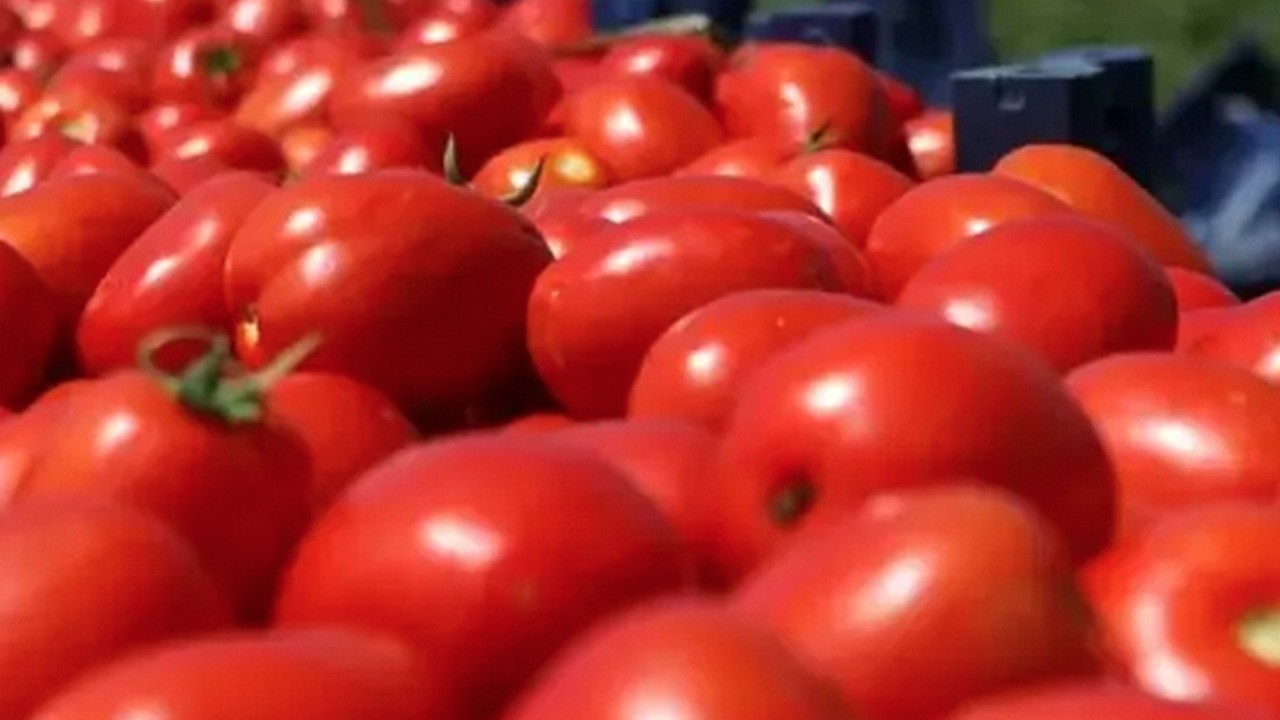  A, C ve B6 vitamini yüklüyor! Yediren anne babalar: Domatesi yıllarca yanlış yemişiz