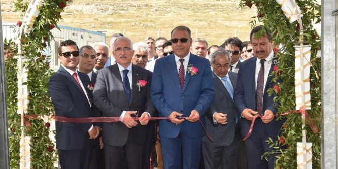 Karagül süs bitkileri sektörüne kazandırılıyor