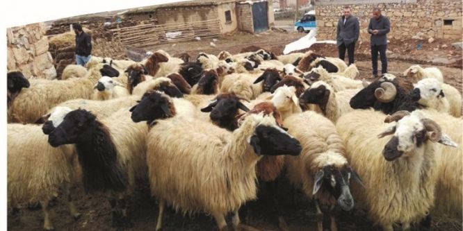 Gevaş Ziraat Odasından hayvancılığa destek