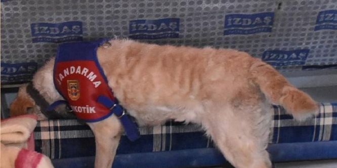 Uyuşturucu tacirlerine göz açtırmıyorlar