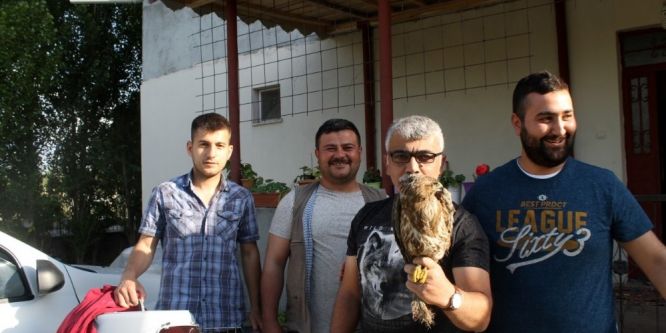 Iğdır’da bulunan yavru Şahin koruma altına alındı