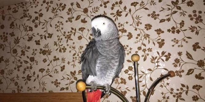 Başına ödül konulan papağan bulundu