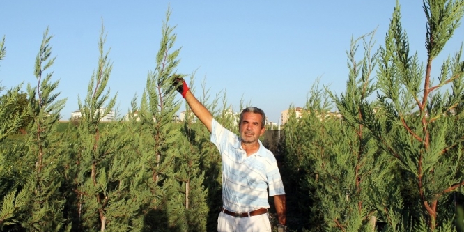 Yaz kış yeşil kalan bitkiye büyük talep