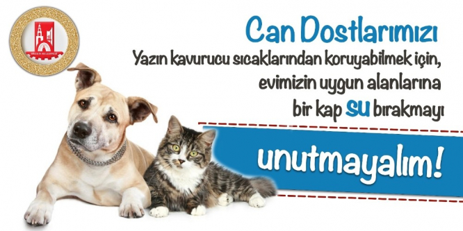 Bilecik Belediyesinden sokak hayvanları için önemli çağrı
