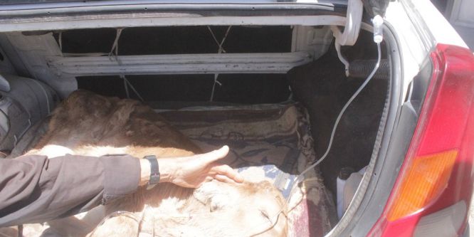 Hasta buzağıyı 30 kilometre taşıyarak tedavi ettirdi